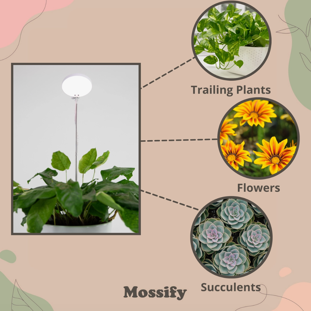 LED Plant Light