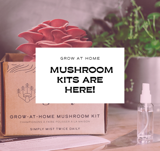 Grow At Home Mushroom Kits Are Here!