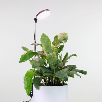 LED Plant Light